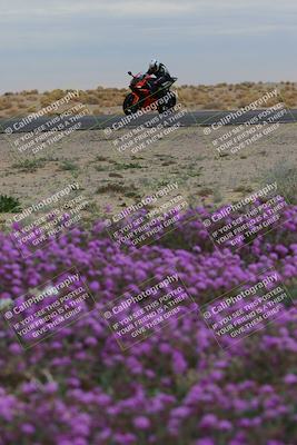 media/Jan-14-2023-SoCal Trackdays (Sat) [[497694156f]]/Turn 14 Exit Bloomig (145pm)/